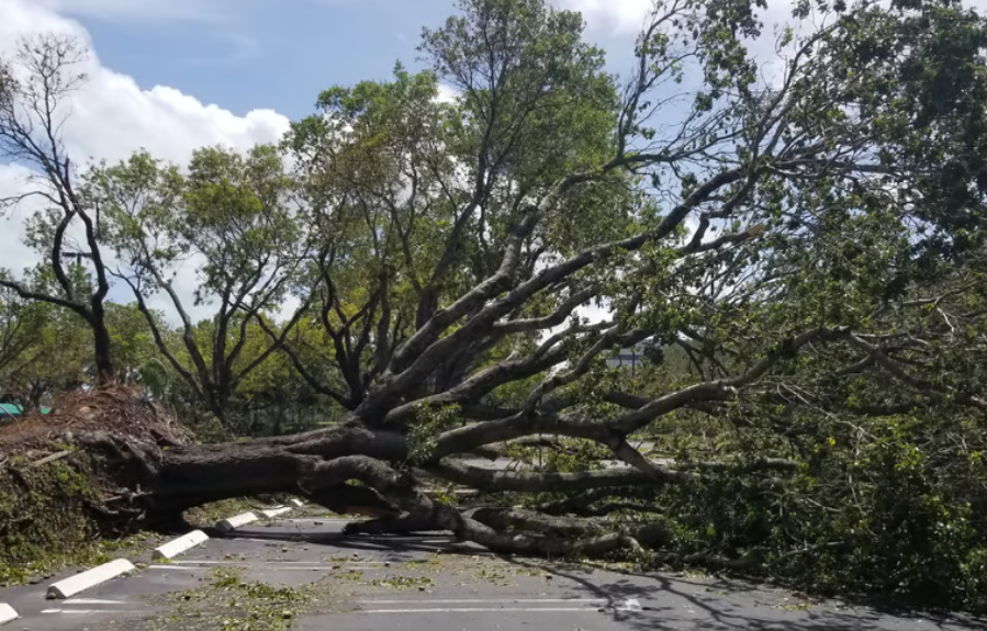 emergency tree surgeon