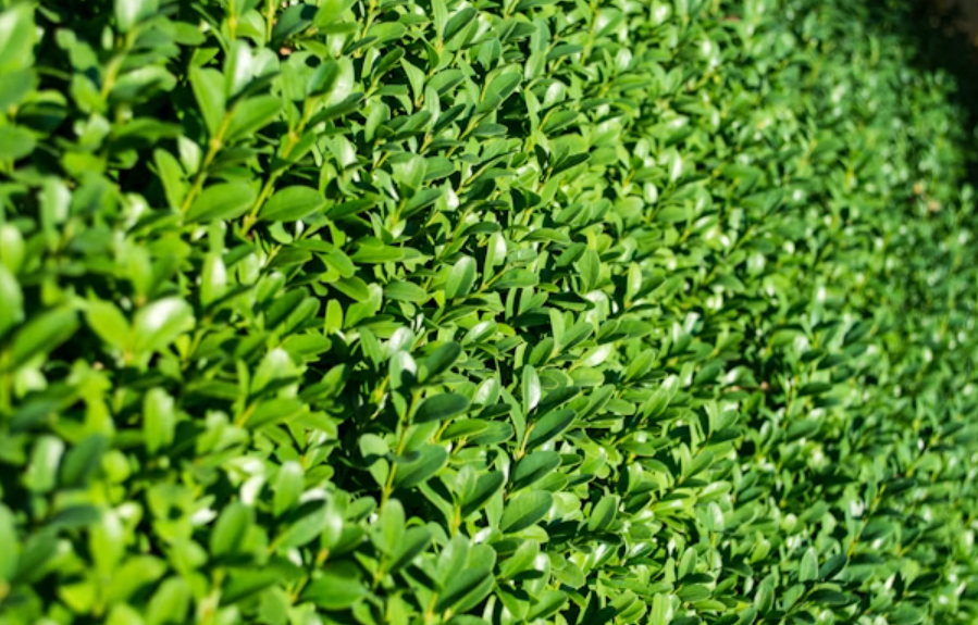 hedge trimming service
