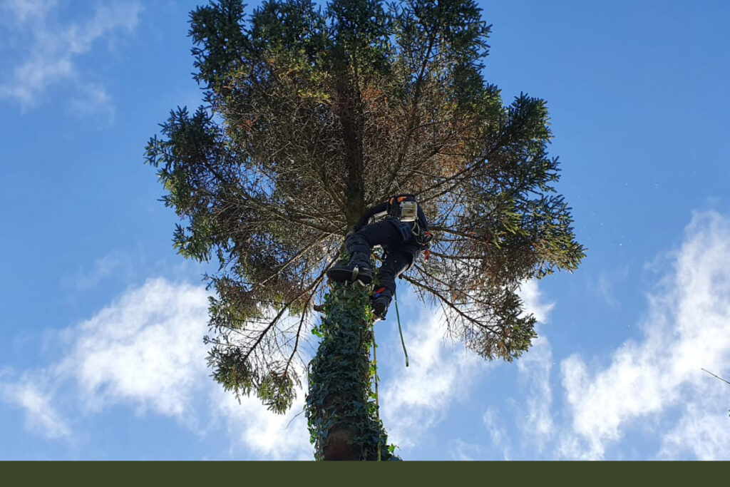 tree services